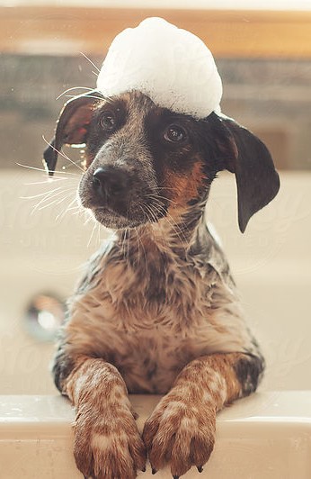 Hund mit Mittel gegen Zecken behandeln