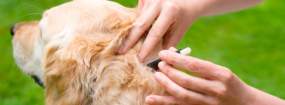 Hund nach Zecken absuchen